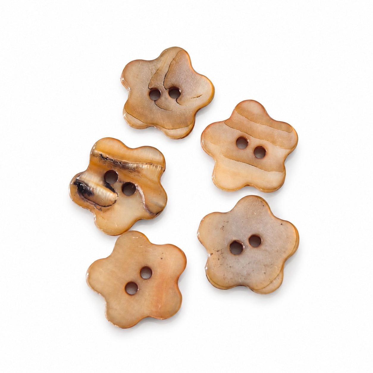 Äkta snäckskalsknapp - 5-pack